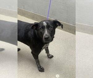 American Pit Bull Terrier-Great Dane Mix Dogs for adoption in Las Vegas, NV, USA