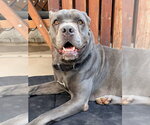 GWEN - Female Mutt Dog for Adoption - Small photo