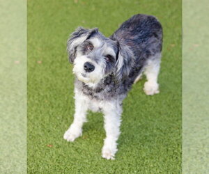 Mutt Dogs for adoption in Canton, CT, USA