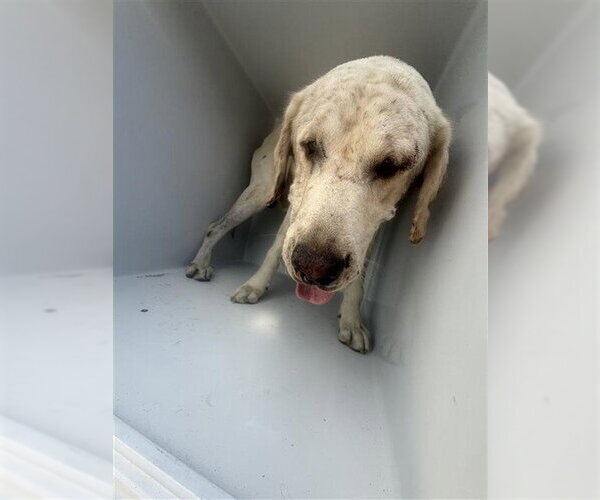 Medium Photo #1 Labrador Retriever-Unknown Mix Puppy For Sale in Houston, TX, USA