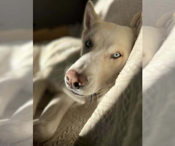 Medium Photo #5 Siberian Husky Puppy For Sale in New York, NY, USA