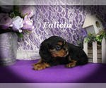 Small #10 Cavalier King Charles Spaniel