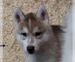 Siberian Husky Puppy for sale in KENNEWICK, WA, USA