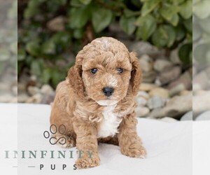 Cavapoo Puppy for sale in BIRD IN HAND, PA, USA