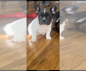 French Bulldog Puppy for sale in PLYMOUTH MEETING, PA, USA