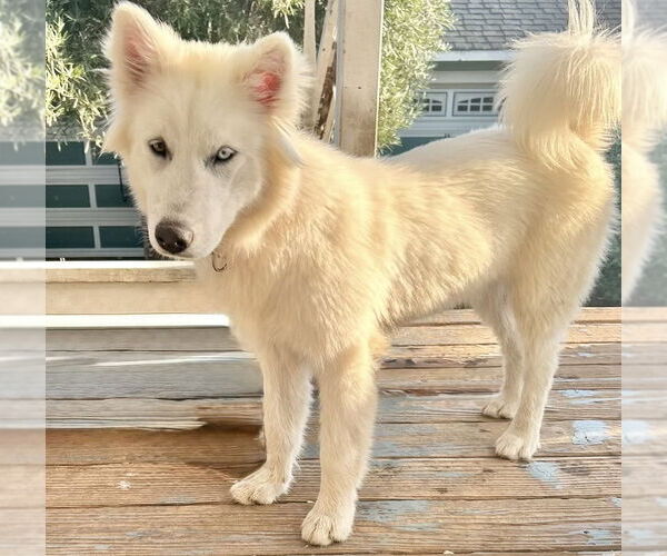 Medium Photo #5 Huskies -Unknown Mix Puppy For Sale in San Francisco, CA, USA