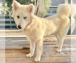 Small #4 Huskies  Mix