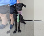 Small #2 Labrador Retriever Mix