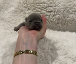 Puppy Puppy 4 French Bulldog