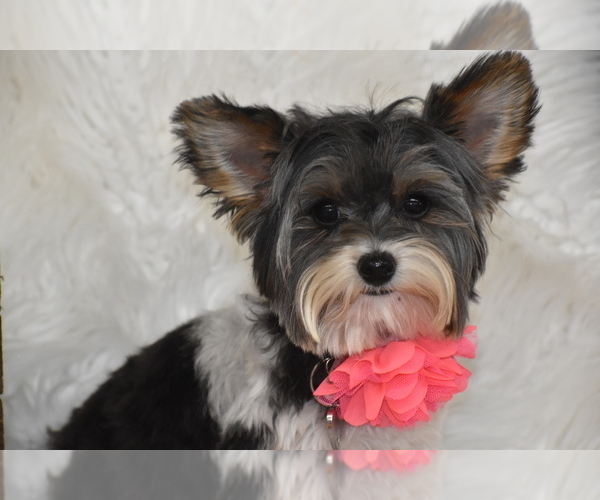 Medium Photo #3 Yorkshire Terrier Puppy For Sale in ELDORADO, OH, USA