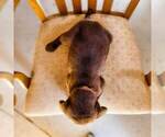 Small Photo #5 Labrador Retriever Puppy For Sale in WAGENER, SC, USA