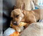 Small #1 Chihuahua Mix