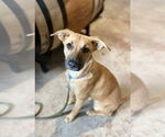Small #4 Black Mouth Cur Mix