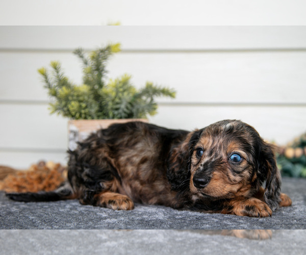 Medium Photo #3 Dachshund Puppy For Sale in BREMEN, IN, USA