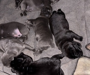 Cane Corso Puppy for sale in MONTGOMERY, AL, USA