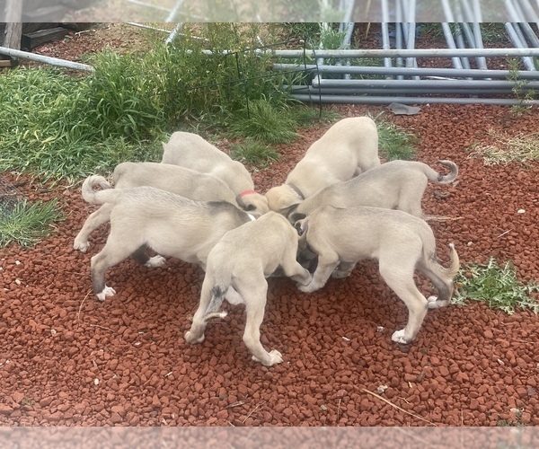 Full screen Photo #9 Kangal Dog Puppy For Sale in NORCO, CA, USA