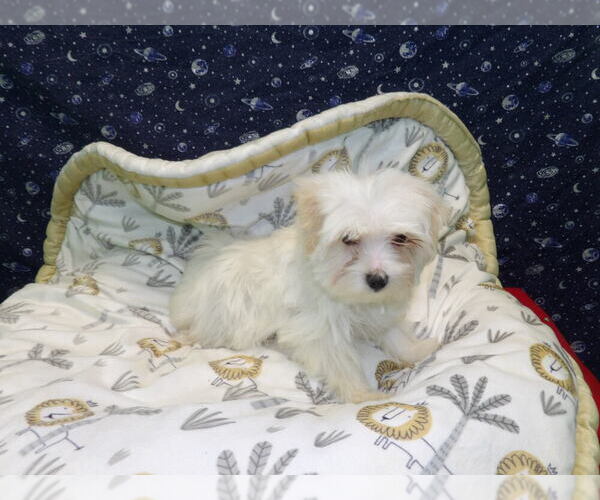 Medium Photo #3 Morkie Puppy For Sale in PATERSON, NJ, USA