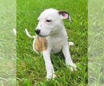 Small #2 Mountain Cur Mix