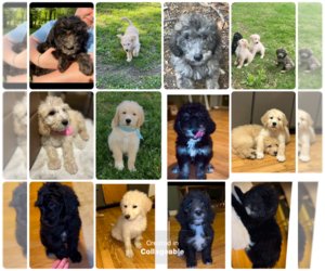 Bernedoodle-Labradoodle Mix Litter for sale in HARRISBURG, IL, USA