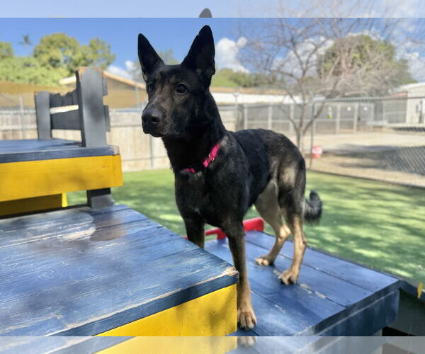 Medium Photo #1 German Shepherd Dog Puppy For Sale in San Diego, CA, USA