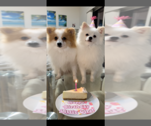 Father of the Pomeranian puppies born on 02/26/2023