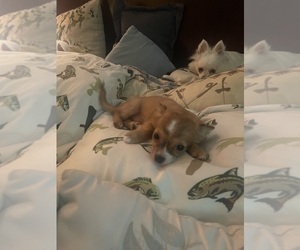 Chihuahua Puppy for sale in VERO BEACH, FL, USA