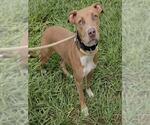 Small American Staffordshire Terrier