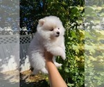 Small Photo #9 Pomeranian Puppy For Sale in CITRUS HEIGHTS, CA, USA