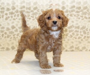 Cavapoo Puppy for sale in DENVER, PA, USA