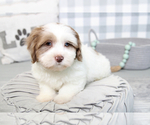 Small Photo #4 Shih-Poo Puppy For Sale in MARIETTA, GA, USA