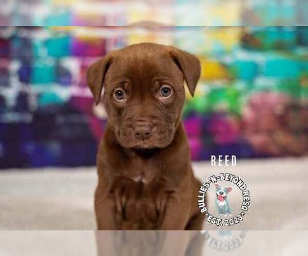 Medium Photo #2 Staffordshire Bull Terrier-Unknown Mix Puppy For Sale in Omaha, NE, USA