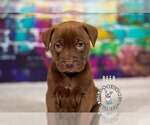 Small #1 Staffordshire Bull Terrier Mix