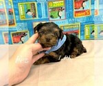 Small #2 Yorkshire Terrier