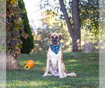 Small #1 Anatolian Shepherd Mix