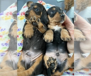 Dachshund Puppy for sale in GRAND VALLEY, PA, USA