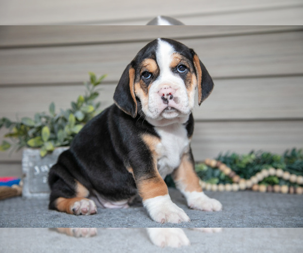 Medium Photo #8 Beabull Puppy For Sale in MILLERSBURG, OH, USA