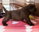 Small Photo #5 Labrador Retriever Puppy For Sale in MILFORD, IL, USA