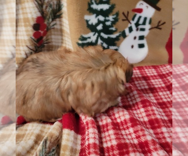 Medium Photo #3 Shih Tzu Puppy For Sale in STAR, NC, USA