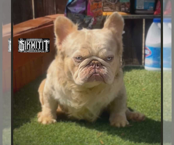 Medium Photo #1 French Bulldog Puppy For Sale in PINON HILLS, CA, USA