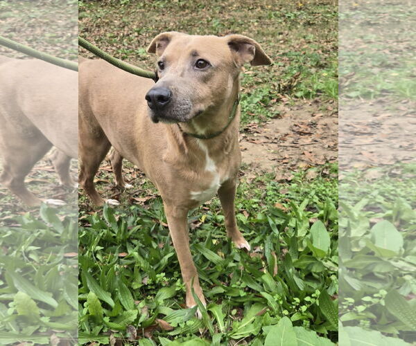 Medium Photo #2 Mutt Puppy For Sale in Jackson, MS, USA