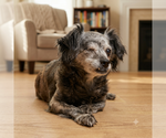 Small Mutt