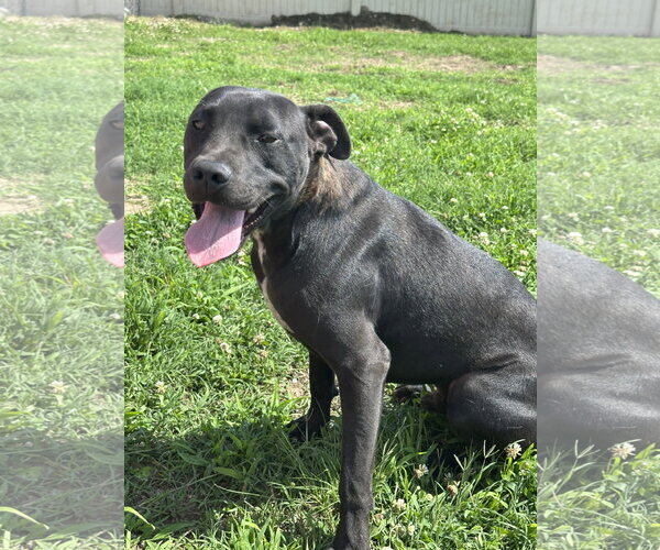 Medium Photo #3 American Pit Bull Terrier-Unknown Mix Puppy For Sale in Corning, AR, USA