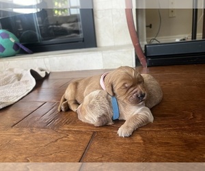 Double Doodle Puppy for sale in LA HABRA, CA, USA