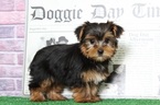 Small Photo #6 Yorkshire Terrier Puppy For Sale in BEL AIR, MD, USA