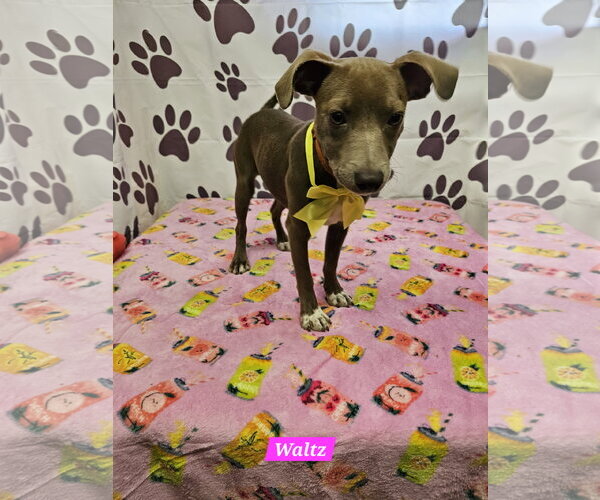 Medium Photo #3 Rat Terrier-Unknown Mix Puppy For Sale in Metairie, LA, USA