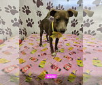 Small #2 Rat Terrier Mix