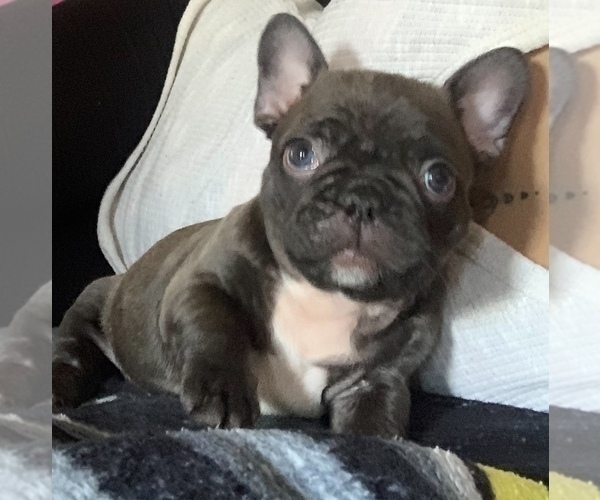 Medium Photo #1 French Bulldog Puppy For Sale in LAKEWOOD, CA, USA