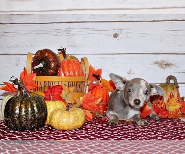 Medium Photo #2 Chihuahua Puppy For Sale in CHARLESTON, AR, USA