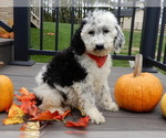 Small #2 Sheepadoodle