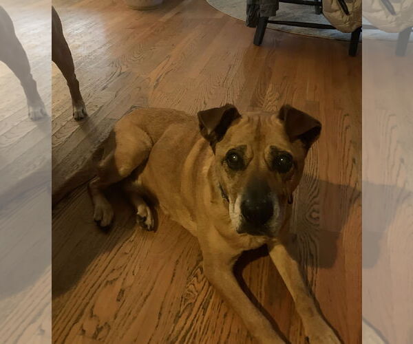 Medium Photo #7 Labrador Retriever-Mountain Cur Mix Puppy For Sale in Caribou, ME, USA